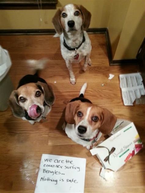 We Are Counter Surfing Beagles Nothing Is Safe The Singing Beagles