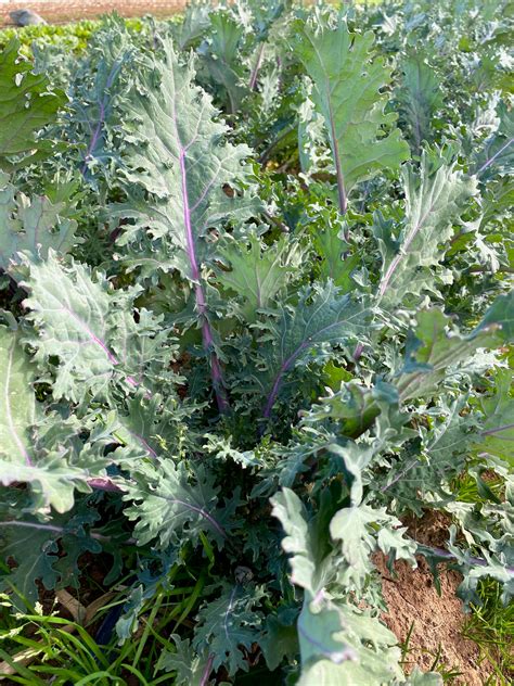 Red Russian Kale The Plant Good Seed Company
