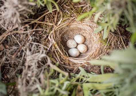 What To Do If You Find A Bird Egg Mother Earth News