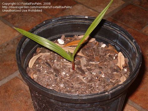 Palms are one of the most popular, if not the most popular of house plants around the world. Palms and Cycads: help repot ponytail palm, 1 by ...