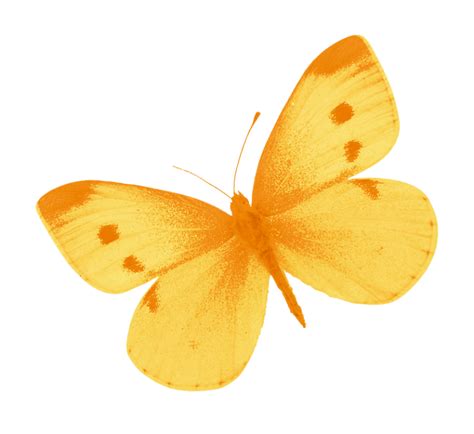 Yellow Butterfly PNG by heemipetal2004 on DeviantArt png image