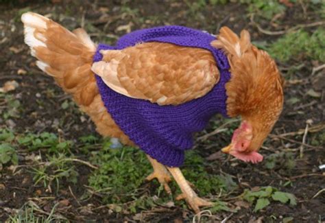 Yet we just sit there, looking at videos of chicken wearing pants and we're happy. Sharen Cornils Chicken Wrangler: August 12, 2012: Chicken ...