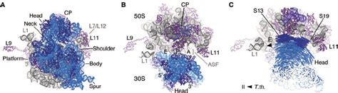 Structure Of Intact E Coli 70 S Ribosome A View From The Solvent