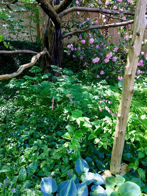 Spring In Boston Part 1 Finegardening Iris Garden Shade Garden