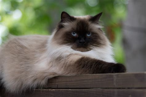 Jenis kucing himalaya karakteristik kepribadian dan perawatannya. Kucing Himalayan (United States) | meotuna