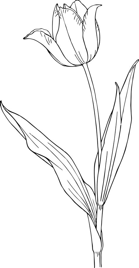 Coloring Pages Tulip Flower Coloring Pages