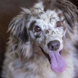 Colorado Springs, Colorado - Australian Shepherd. Meet ...