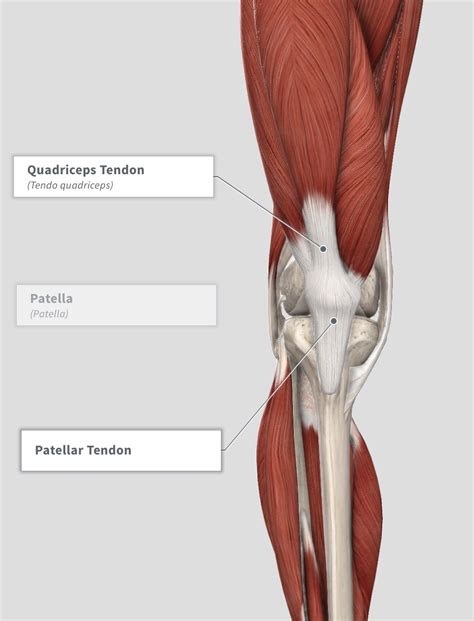 Patellar Tendinopathy Bend Mend Physiotherapy And Pilates In