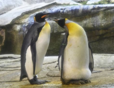 12 month adoption, two admission tickets to. Gay penguins adopt egg after trying to hatch stone ...