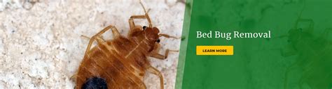 Pest Control Nj Monmouth County Termite Control Pest Exterminator Action Pest Control
