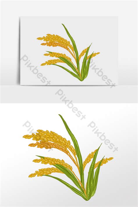 drawing crop farmer grain rice illustration | PSD Free Download - Pikbest