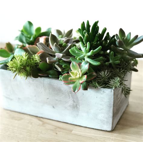 Succulent varieties may vary based on availability. Succulent Planter - Glasshouse Flowers by Design