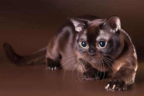 Породы кошек - Домашние животные