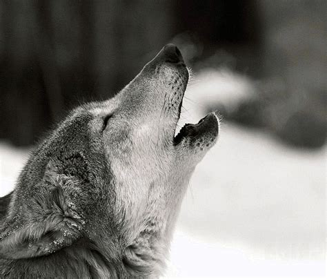 Black Wolf Howling Wallpapers Wolf Wallpaperspro