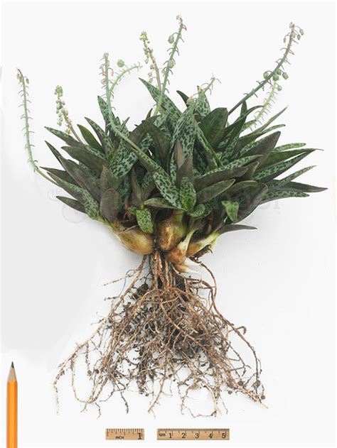 Ледебурия ledebouria socialis (silver squill) pr4972. Ledebouria Socialis Violacea — Leopard Lily — NOT SEEDS ...