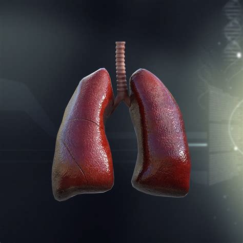 3d Model Of The Lungs