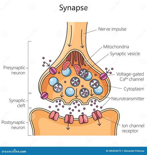 Scheme Nerve Synapse Chemical Synaptic Connection Stock Vector