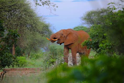 African Elephant Habitat Loss