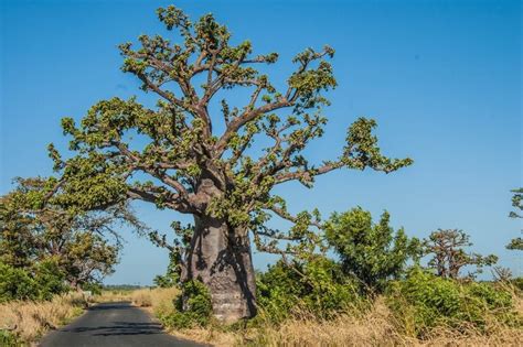 Baobab Tree[Adansonia digitata] - Themagicwoodworker