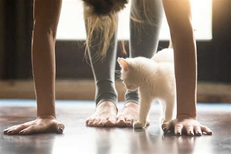 Nameowste Cats Reap Yoga Benefits Too Fear Free Happy Homes