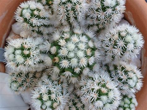 How to tell when it's time to water your cactus: Mammillaria vetula subsp. gracilis 'Arizona Snowcap ...