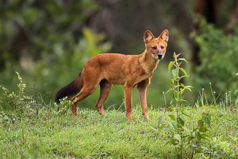 The Dhole Unveiling The Indian Wild Dog