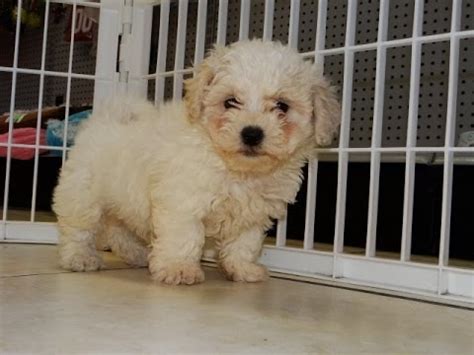 Come visit us in huntington ny today. Shi Chon, Puppies, For, Sale, In, Phoenix, Arizona, AZ ...