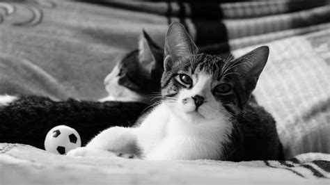 動物 猫 子猫 Pixabayの無料写真