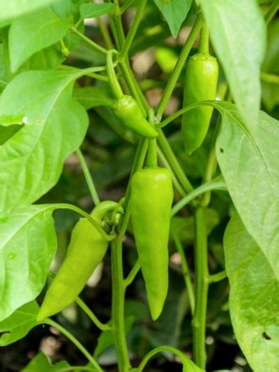They normally turn from green to bright yellow and bright red when they are mature. Growing Banana Peppers - How To Grow And Care For ...