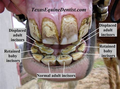 Interesting Case Retained Baby Incisors Texas Equine Dentistry Blog
