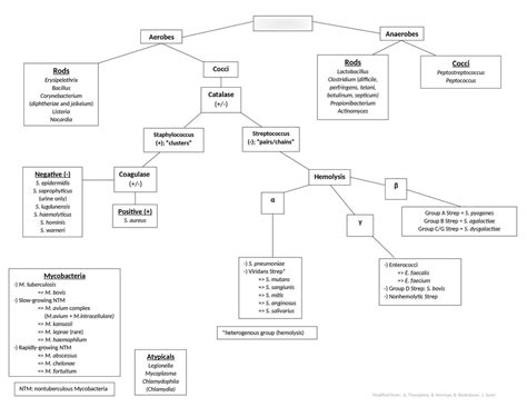 Gram Positive Flow Chart Vrogue Co