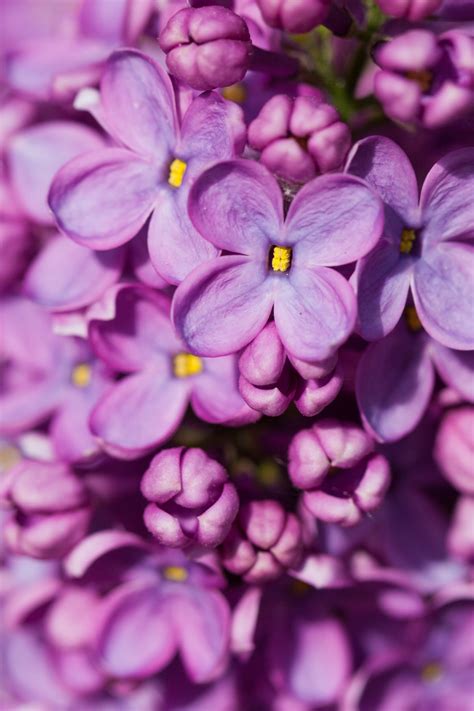 Purple Lilac Free Stock Photo Public Domain Pictures