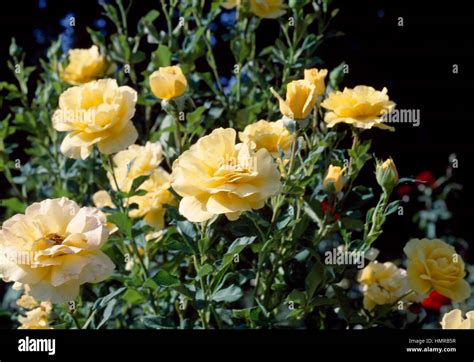 Rose Rosa Princess Alice Rosaceae Stock Photo Alamy