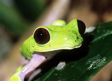 Red Eyed Tree Frog Photograph By Dr Morley Readscience Photo Library