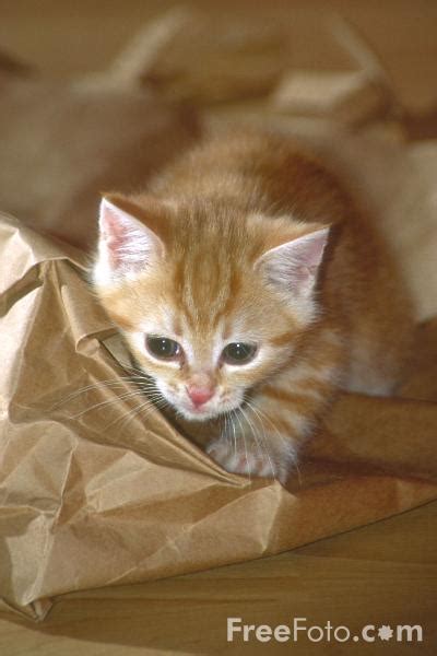 See more ideas about kittens, baby kittens, cats. Pitchers of cats and kittens