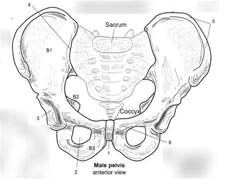 Appendicular Skeletal System Pelvis Anterior View Diagram Quizlet