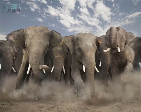 Wild Animal Wallpapers | Top HD Wallpapers