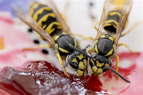 Beware Of Hornet Stings In Summertime Rest Easy Pest Control