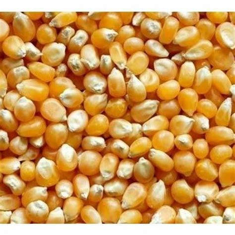 Popcorn Seed Pack Size 20 Kg At Rs 100kg In Ahmedabad Id 19697240897