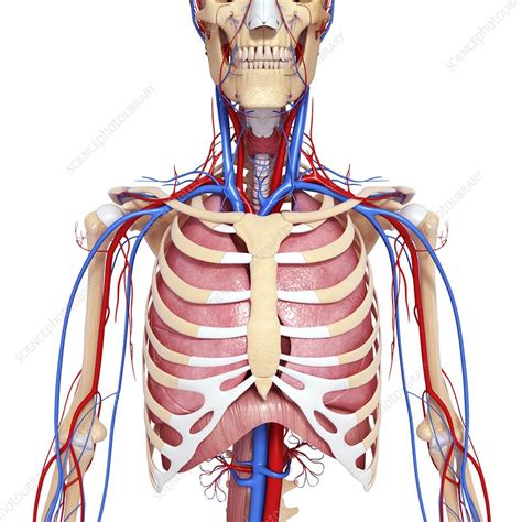 Upper Body Anatomy Artwork Stock Image F0059988 Science Photo