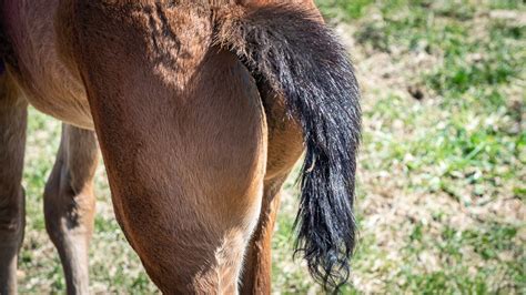 Foal Diseases Diarrhea The Horses Advocate