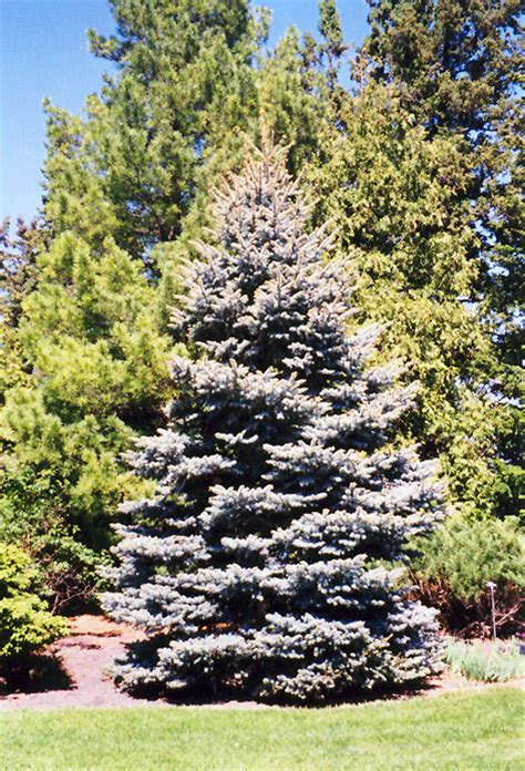 Colorado Blue Spruce Picea Pungens Var Glauca In