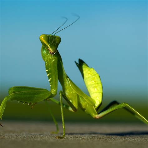 Praying Mantis Eating Mate