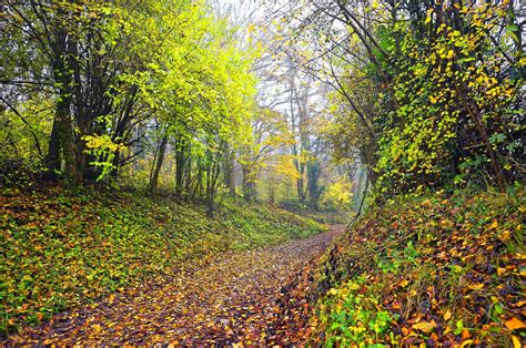 Seasons Autumn Forest Trail Foliage Nature Wallpapers Hd Desktop