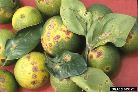 Citrus Canker A Threat To Orange Production In Pakistan