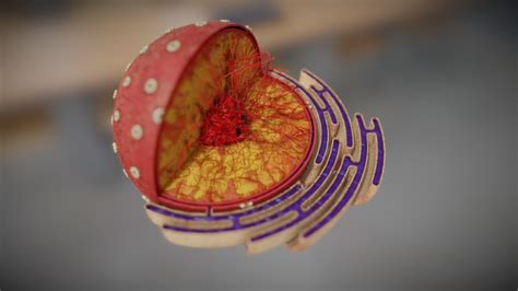 Nucleus Cell Organelles 3d Model By Vida Systems Objects1