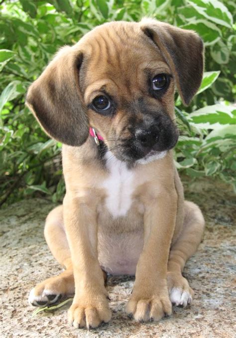 Pug X Beagle Puggle Couldnt Be Any Cuter Call Me Miss Dolittle