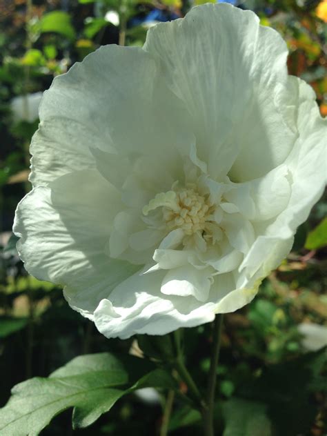 Hibiscus Syriacus White Chiffon Rose Of Sharon Rose Of Sharon White