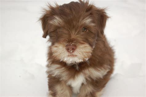 Chocolate Havanese Puppies For Sale