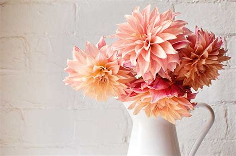 We did not find results for: Sandy R. Romero: Long Lasting Cut Flowers Nz : Feel Good ...